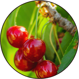 さくらんぼの画像