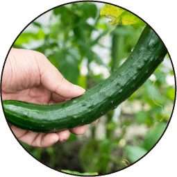 きゅうりの画像