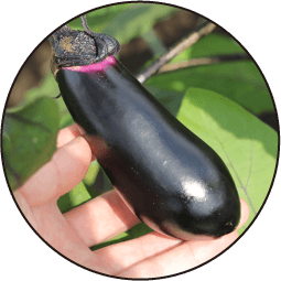 ナスの画像