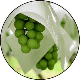 ぶどうの画像