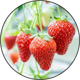 いちごの画像